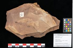 Foto (Objekt + Etikett) von Myrica lignitum Unger (NHMW-GEO-2024-0188-0576)